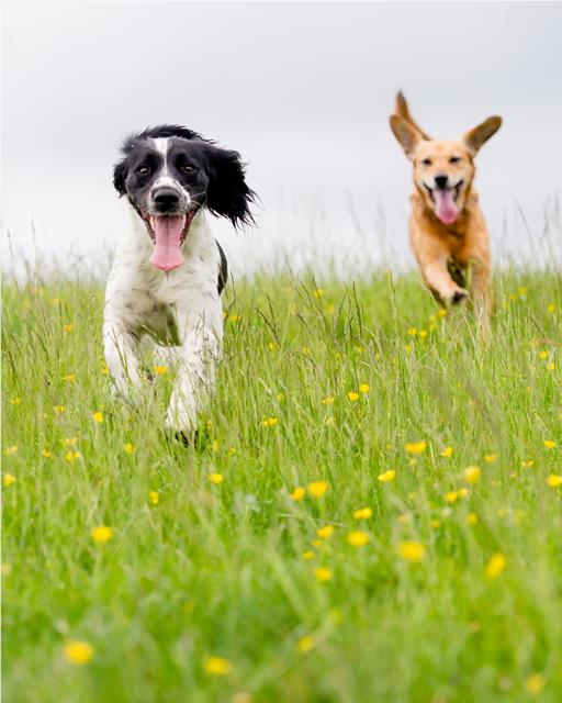 Two dogs running through a buttercup field.