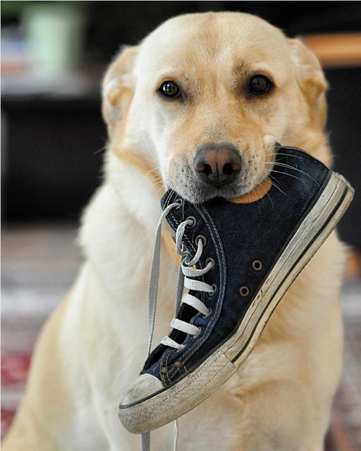 Dog stealing a shoe