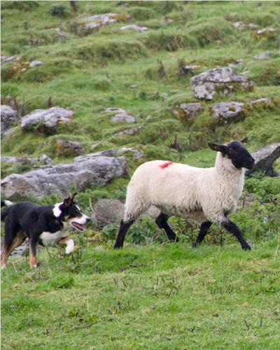 Border Collie chasing a sheep.