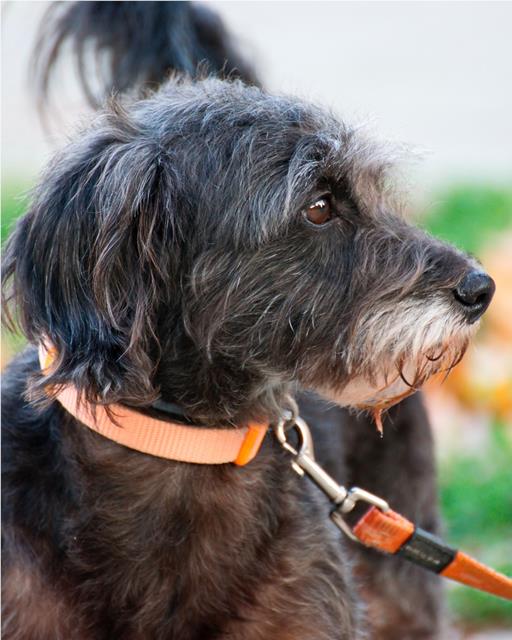 Small black dog with an orange collar and lead