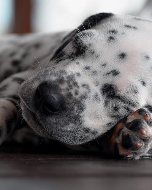 Dalmatian puppy asleep