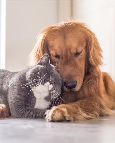 Dog and Cat Cuddling.