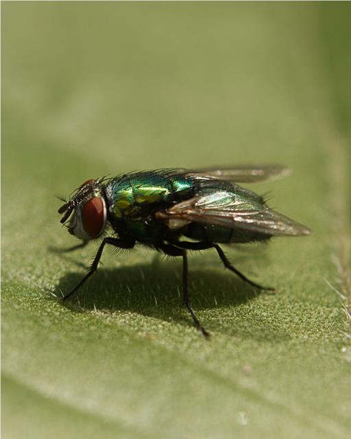 Close up of green bottle fly