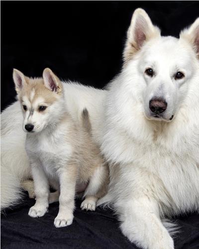 White fluffy dog with her puppy