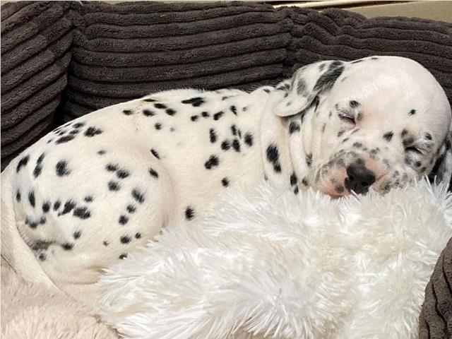 Dalmatian puppy fast asleep in its bed.