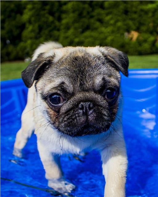 Pug dog in swimming pool