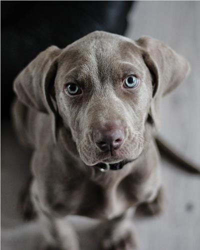 Grey Weimaraner puppy looking you at owner with cute eyes