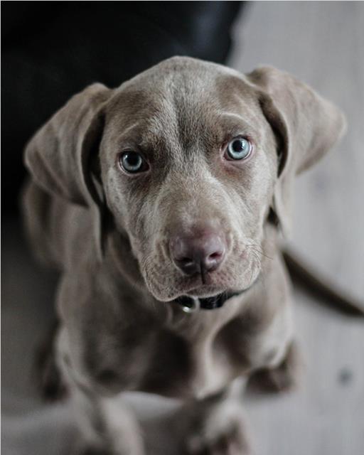 Grey puppy with blue eyes patiently waiting.