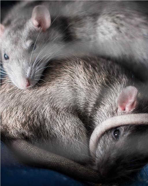Pair of rats curled up together
