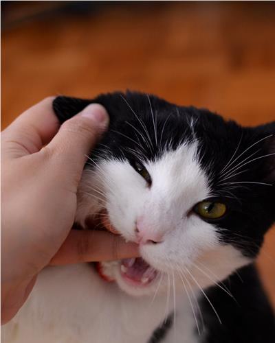 Black and white cat biting owners hand