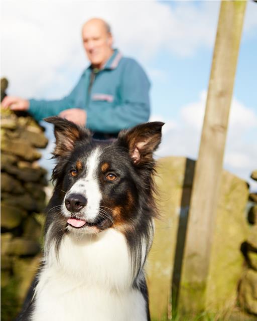 Border Collie out walking with owner