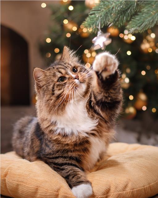 Cat reaching for Christmas decoration