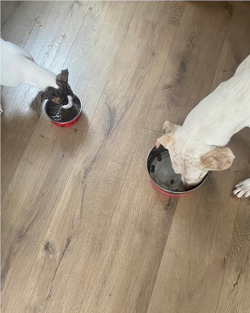 Two dogs eating OSCAR food 
