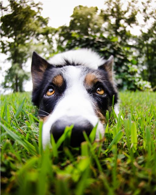 Close up of dog lying down in grass
