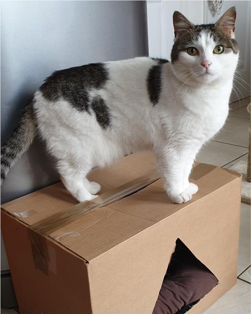 Black and white cat standing on a cardboard box with a hole for access.