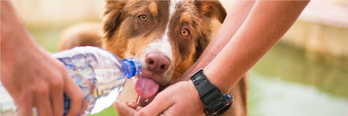 The importance of clean water for pets