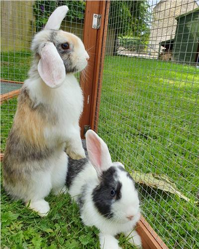Dew and Pebble the mini lop rabbits