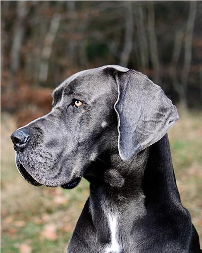 Great Dane looking to the side.