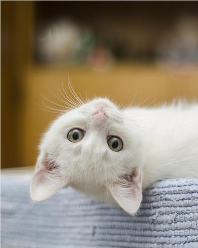 Cute white kitten led upside down 