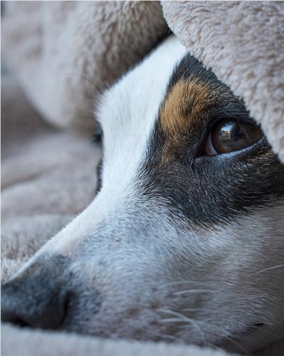tri-coloured dog hiding under blanket