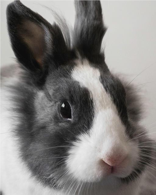 Close up of white and grey fluffy rabbit indoors