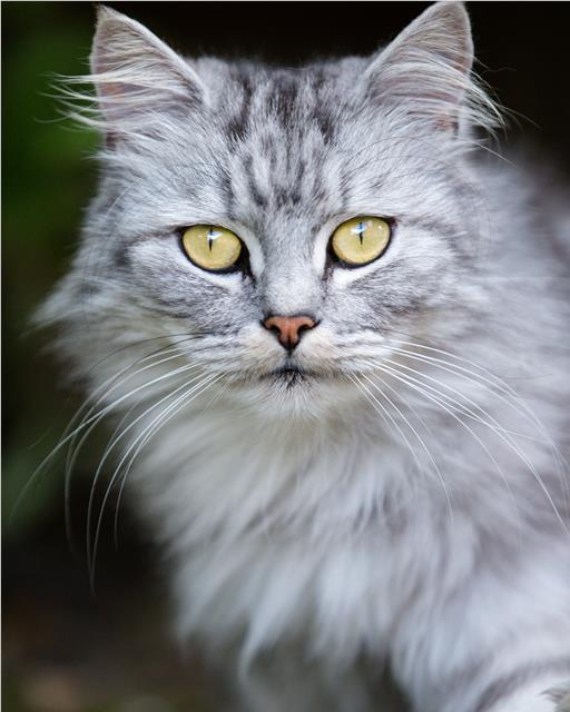 Close up of a long haired light grey tabby cat