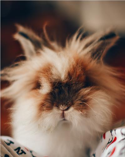 Fluffy rabbit 