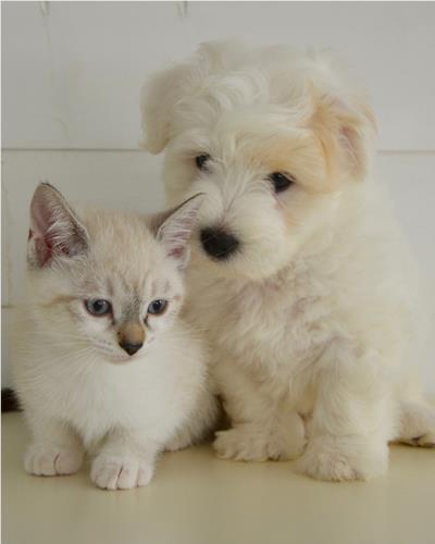 kitten and puppy sitting together