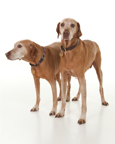 Oscar and Lakja elderly dogs stood up together