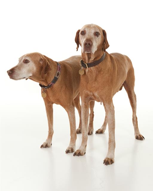 Two older dogs standing side by side.