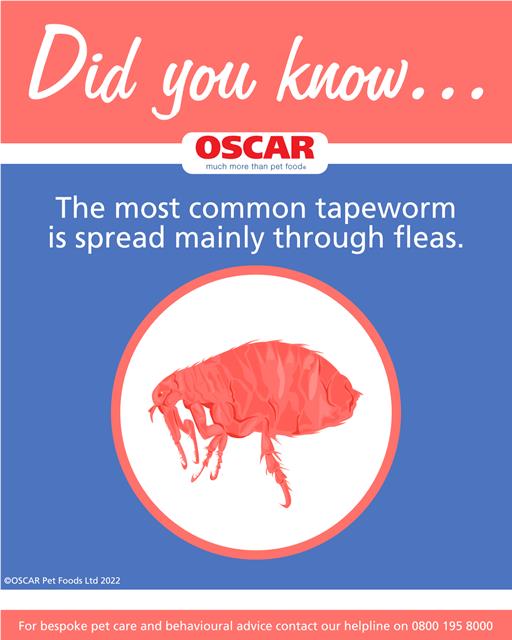 The most common tapeworm is spread mainly through fleas.