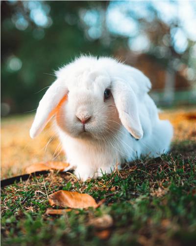 Close up of fluffy white rabbits thumb