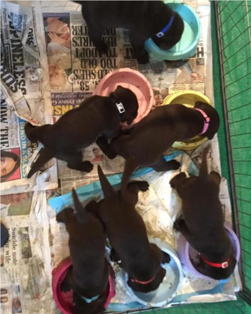 6 chocolate Labrador puppies eating from multi coloured bowls