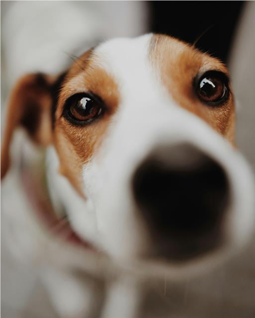 Dog with snout close to the camera 