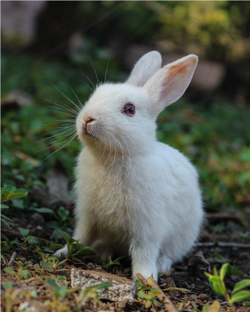 White rabbit outdoors