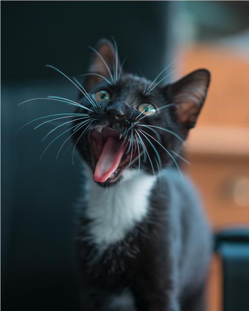Black and white kitten with mouth open