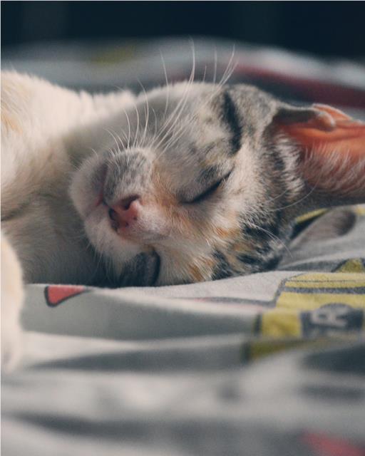Cat asleep on a duvet