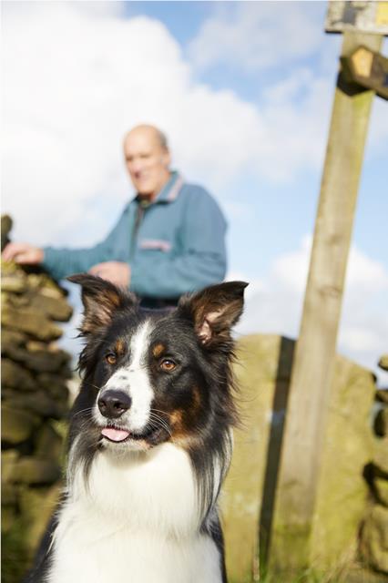 Border Collie out at work with his owner