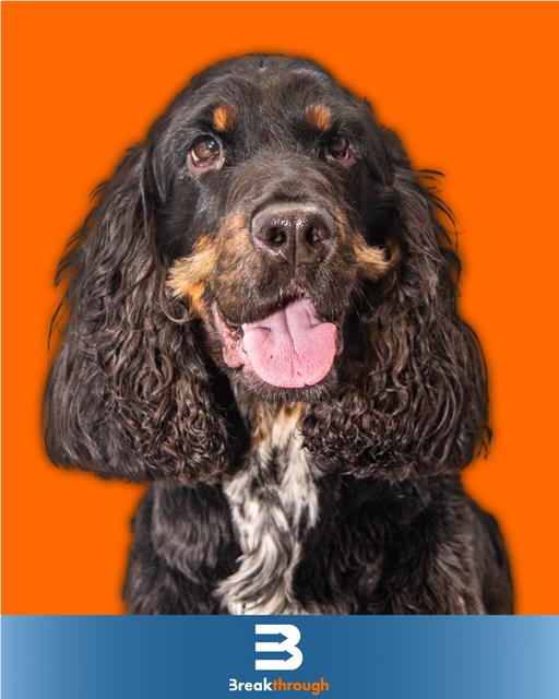 happy Breakthrough dog on-orange background with logo 
