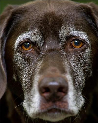 Close up of an older greying dog.