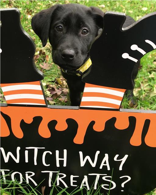 Bruce the labrador puppy with Halloween cauldron