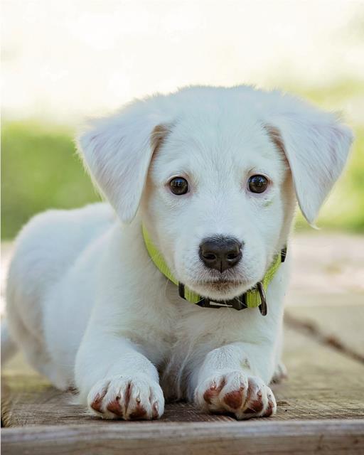 small white puppy lying down thumb