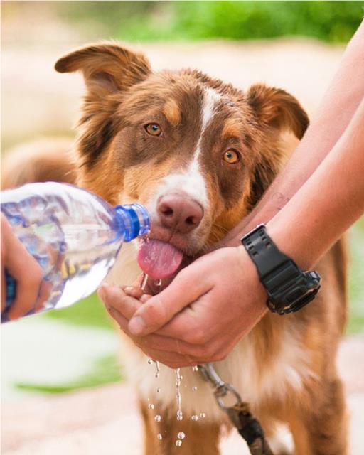Thirsty dog drinking water from a plastic bottle.