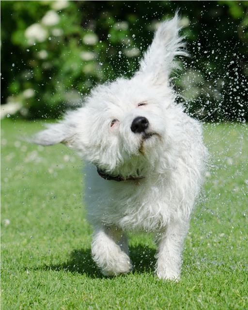 Wet dog shaking dry on grass