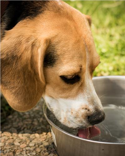 beagle dog drinking water out of metal bowl outside