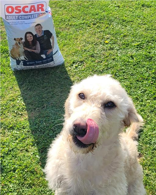Connie the labradoodle dog with pet food