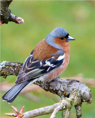 Learn about what species of birds prefer to eat which seeds and how best to feed them in your garden
