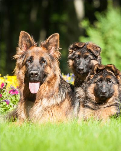 German Shepard with puppies sat on the grass close to spring flowers.