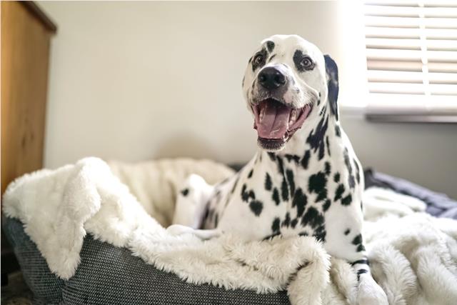 Dalmation happily sitting in bed