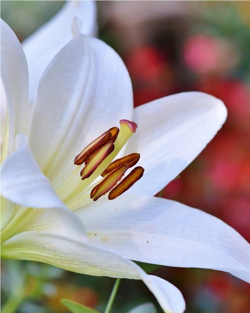 Lilies can be toxic to pets, they can lead to kidney damage in cats.